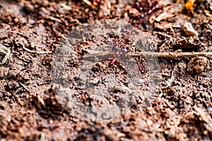 Closeup shot of red ants foraging on the muddy ground.