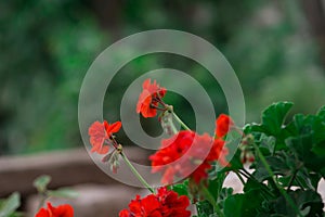 Closeup shot of red bedding geranium against a green blurred background