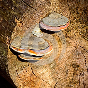 Closeup shot of red-belted conk fungus growing on a tree stump.