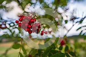 Closeup shot of red berries on a blurred bokeh background - Viburnum sargentii