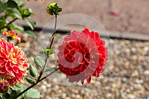 Closeup shot of a red blooming dahlia flower