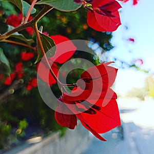 Closeup shot of red Bougainvillea blossoms