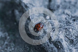 Closeup shot of red bugs