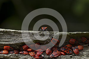 Closeup shot of red bugs on a tree