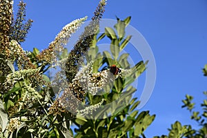 Closeup shot of a red butterfly on a white butterfly bush