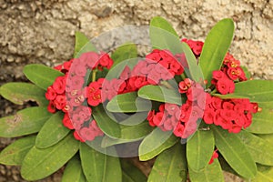 Closeup shot of red crown of thorns flowers
