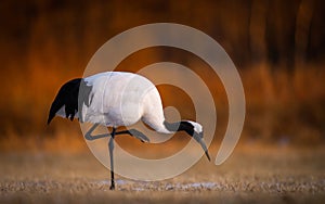 Closeup shot of a red-crowned crane pecking grass in a field in Kushiro, Hokkaido