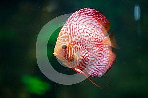 Closeup shot of a Red Discus fish under water with green background