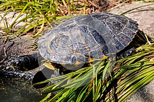 Closeup shot of a red-eared slider turtle with a blurred background