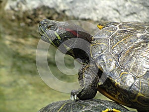 Closeup shot of Red-Eared Slider turtle on top of another turtle