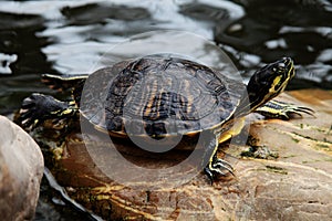 Closeup shot of a red-eared turtle Trachemys scripta elegans resting on a rock near the water