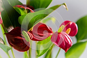 Closeup shot of red flamingo flowers or Anthurium andraeanum on a blurred background