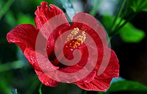 Closeup shot of a red flower with a long stamen and yellow pollen