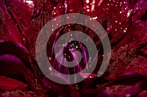 Closeup shot of a red flower with waterdrops