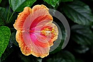 Closeup shot of a red flower with yellow edges and a white stamen full of yellow pollen