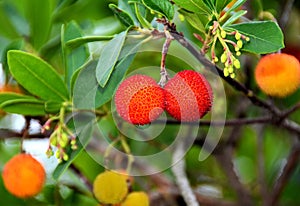 Closeup shot of red fruits of Arbutus unedo
