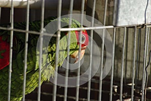 Closeup shot of a red and green parrot in a cage