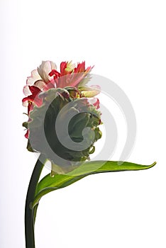 Closeup shot of a red and green parrot tulip on a white background