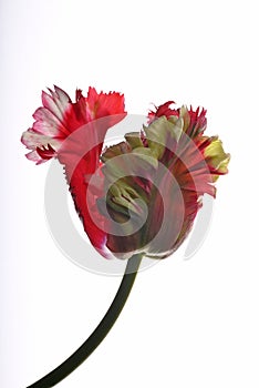 Closeup shot of a red and green parrot tulip on a white background