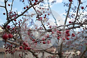 Closeup shot of the red Hawthorns berries (Crataegus) growing on the tree on the blurred background