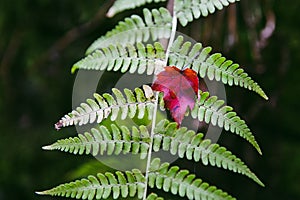 Closeup shot of a red leaf and green leaves of a fern plant in a forest in New England