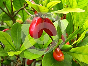 Closeup shot of red Miracle fruit on a branch in a garden on a sunny afternoon