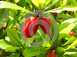 Closeup shot of red Miracle fruit on a branch in a garden on a sunny afternoon