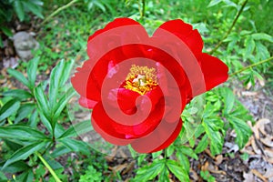 Closeup shot of red peony flower in the garden