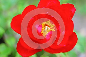 Closeup shot of red peony flower in the garden