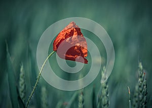 Closeup shot of a red poppy flower blooming in the field