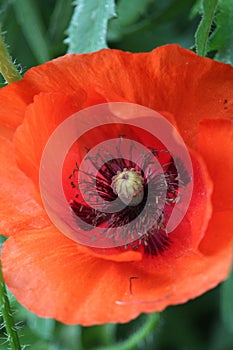 Closeup shot of the red poppy flower in the garden