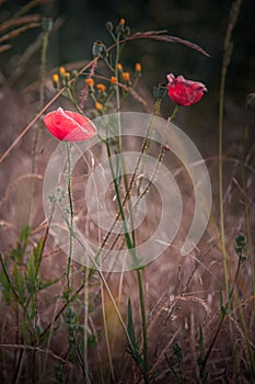 Closeup shot of a red poppy flower in the garden