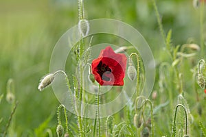 Closeup shot of a red poppy flower growing in the green field