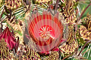 Closeup shot of a red protea wildflower on a blurred background