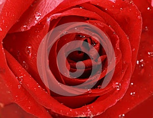 Closeup shot of a red rose covered with dewdrops