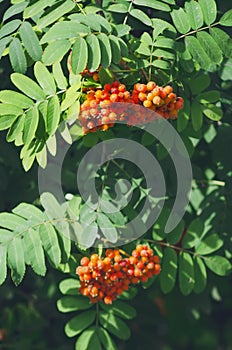 A closeup shot of red rowans hanging from a branch on a blurred background. Vertical photography