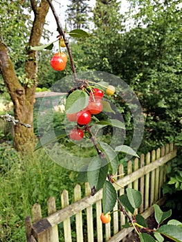 Closeup shot of red Shepherdia argentea berries with green trees in the background