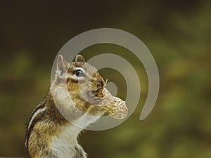 Closeup shot of a red-tailed chipmunk eating a peanut with a blur background