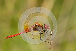 Closeup shot of a red-veined darter  waiting for its prey