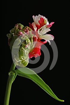 Closeup shot of a red, white and green parrot tulip on a white background