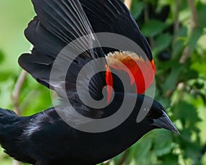 Closeup shot of a red-winged blackbird in the process of taking off.