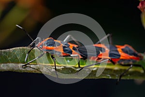 Closeup shot of Reduviidae insects on a leaf