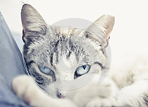 Closeup shot of relaxing cat with blue eyes