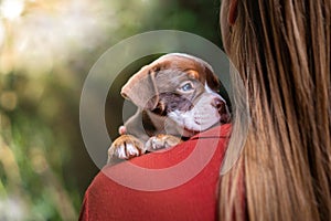 Closeup shot of a Renascence Bulldogge on the shoulder of a girl