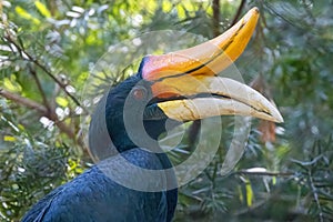 Closeup shot of a rhinoceros hornbill against green foliage