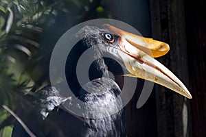 Closeup shot of a rhinoceros hornbill in sunlight