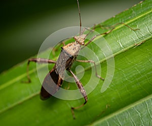 A closeup shot of a Rice ear bug
