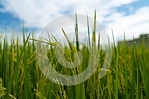 A closeup shot of rice in a paddy field