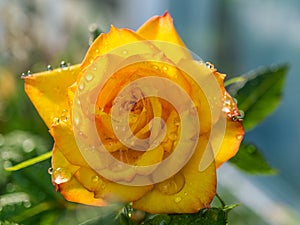 A closeup shot of a rich yellow rose water drops