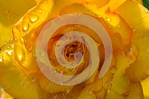 A closeup shot of a rich yellow rose water drops